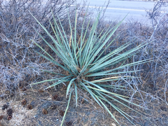 Yucca angustissima