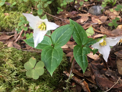 Pseudotrillium rivale