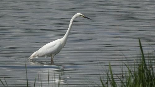 Great Egret