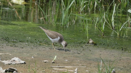 Common Sandpiper