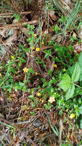 Yellow Pimpernel