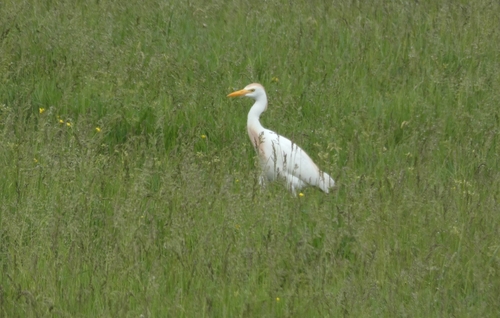 Western Cattle-Egret