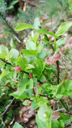 common bilberry