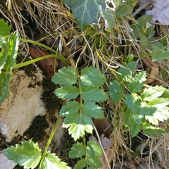 Pimpinella
