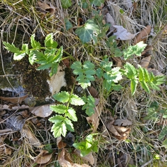 Pimpinella