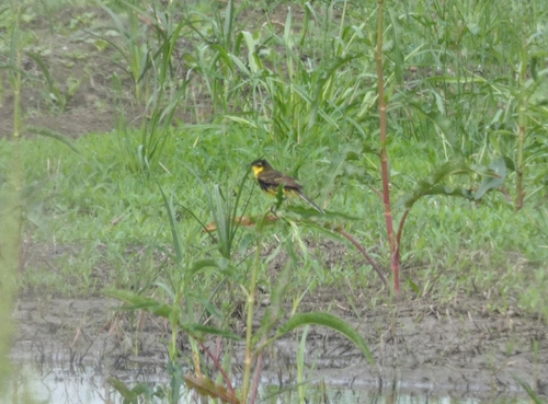 Black-headed × Blue-headed Wagtail