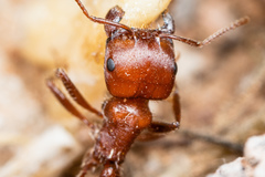 Pogonomyrmex bicolor