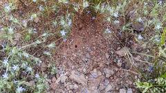 Pogonomyrmex bicolor