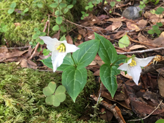 Pseudotrillium rivale