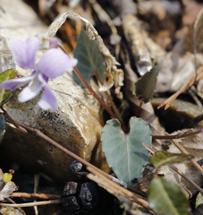 Viola violacea