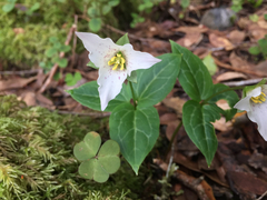 Pseudotrillium rivale
