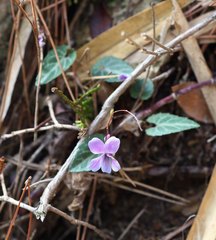 Viola violacea