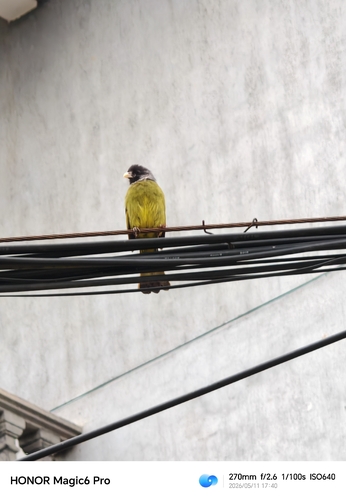 Collared Finchbill