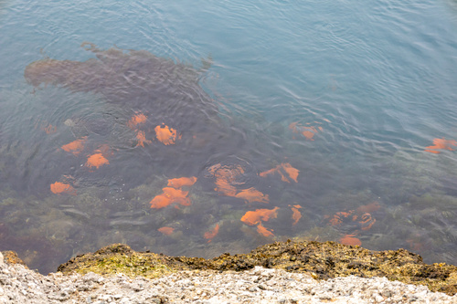 Hypsypops rubicundus