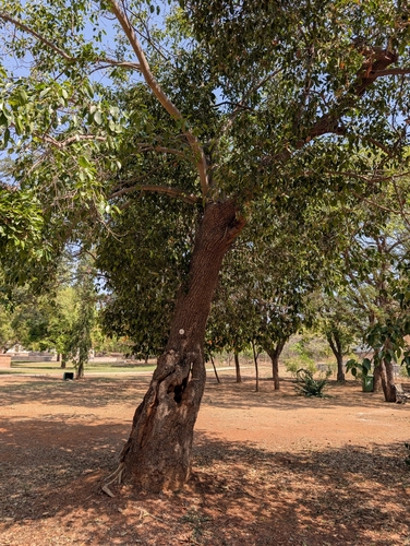 Ficus amplissima, photograph 2