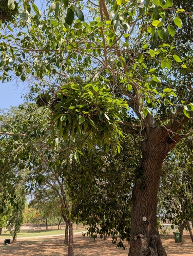 Ficus amplissima, photograph 3