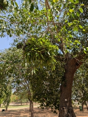 Ficus amplissima, photograph (c) Ravuri Krishna Chaitanya, some rights reserved (CC BY)