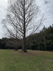 Metasequoia glyptostroboides