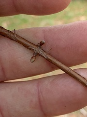 Metasequoia glyptostroboides