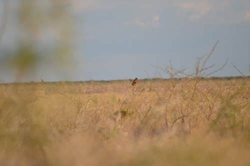 iNaturalist image