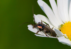 Atalantycha neglecta