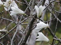 Magnolia salicifolia