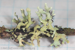 Hypotrachyna sinuosa