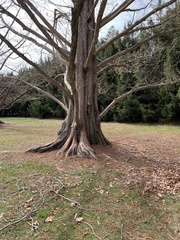 Metasequoia glyptostroboides