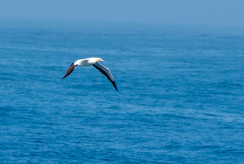 iNaturalist image