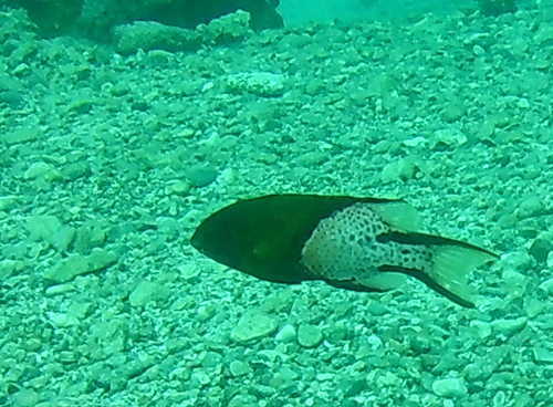 Bodianus anthioides