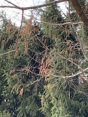 Metasequoia glyptostroboides
