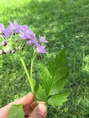 Phacelia bipinnatifida