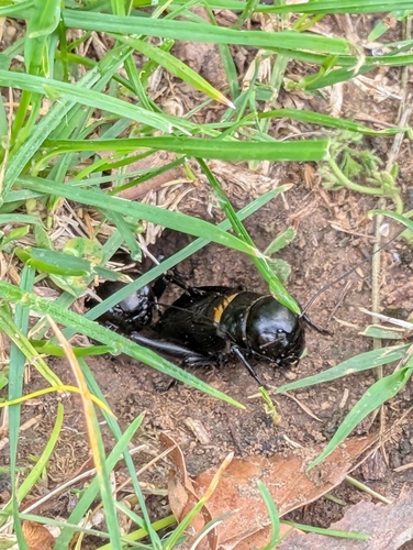 Southern Field Cricket