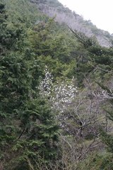 Magnolia salicifolia