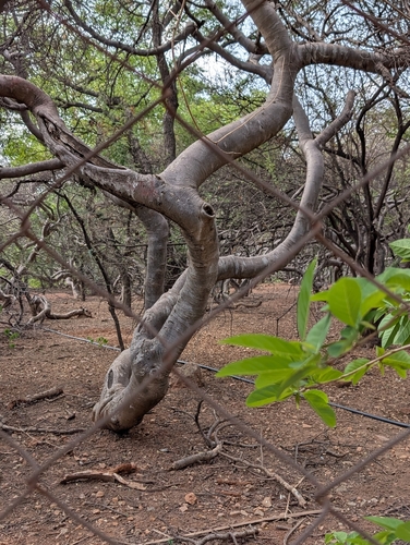 Bursera penicillata (Sessé & Moc. ex DC.) Engl.
