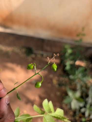 Bursera penicillata (Sessé & Moc. ex DC.) Engl. 2