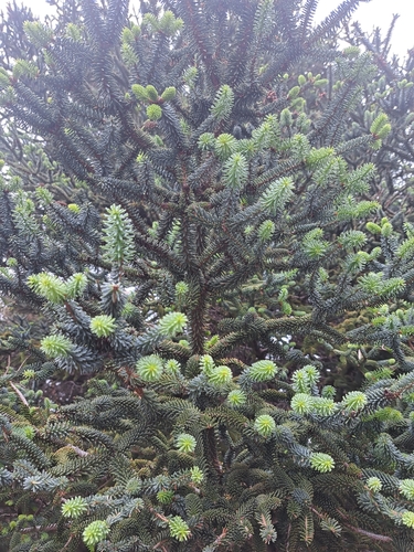 Avistamiento Pinsapo