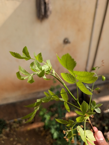 Bursera penicillata (Sessé & Moc. ex DC.) Engl. 3