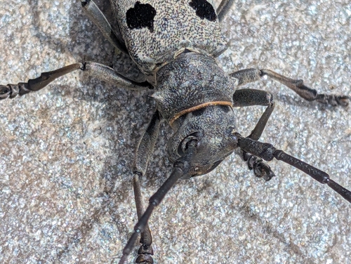 Morimus funereus