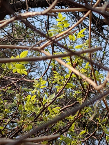 Bursera penicillata (Sessé & Moc. ex DC.) Engl. 4