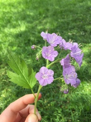 Phacelia bipinnatifida