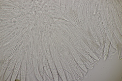 Lophodermium pini-excelsae