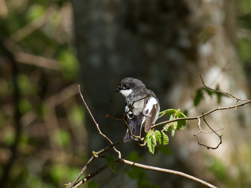 Papamoscas cerrojillo (Ficedula hypoleuca)