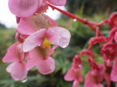 Begoniaceae
