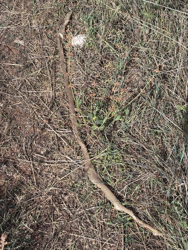Eastern Brown Snake