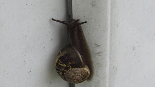 Cornu aspersum