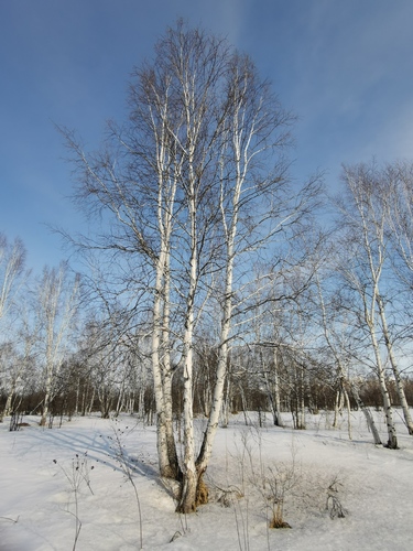 Betula platyphylla iNat (2)