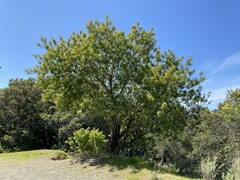 Pistacia atlantica