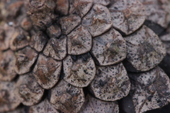 Lophium mytilinum