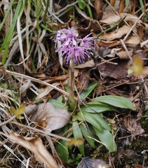 Heloniopsis orientalis